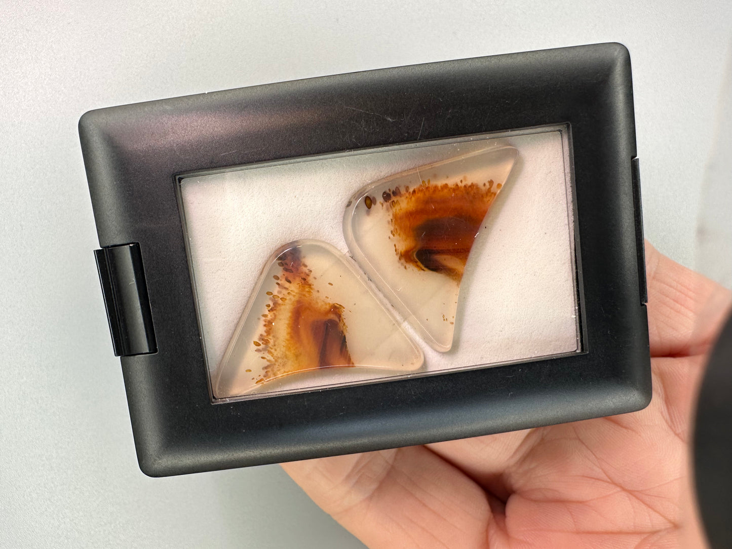 Agate wings, with delicate Carnelian colorations