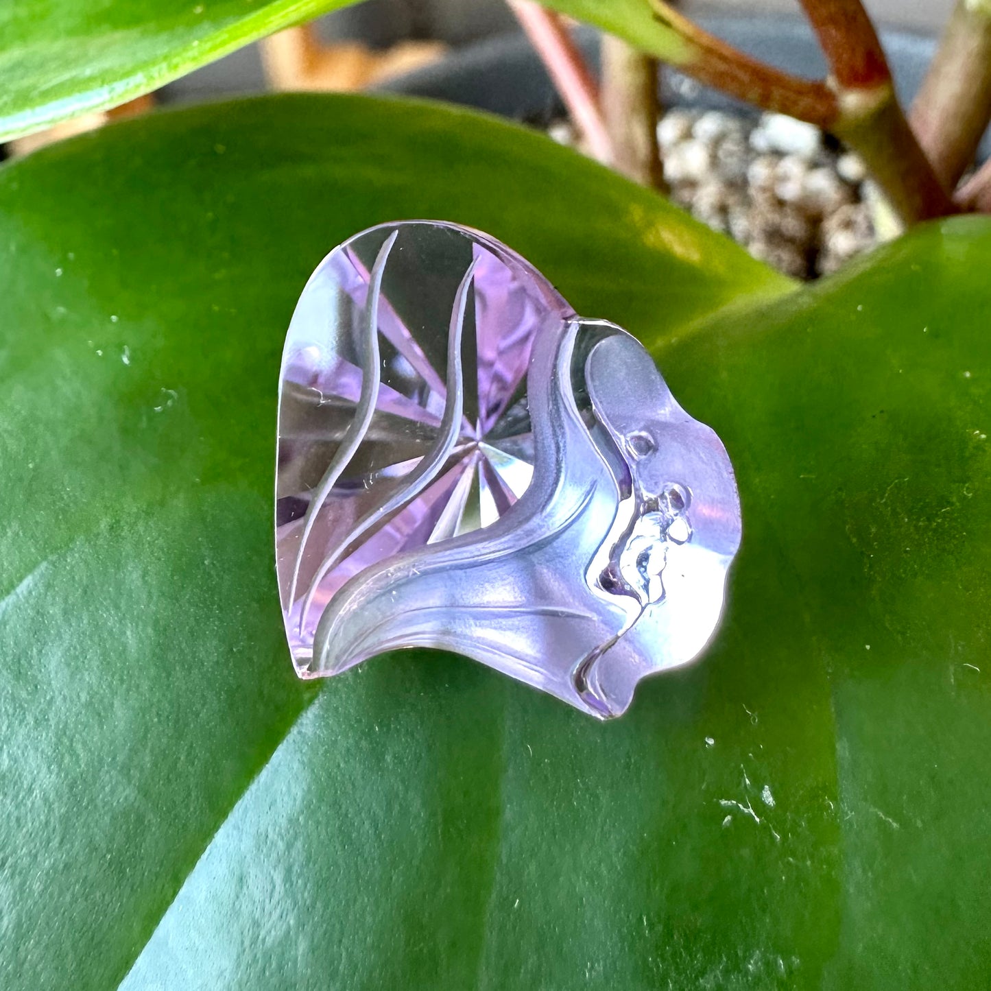 Flora